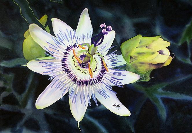 Passion Flower, (c) Margaret Inokuma