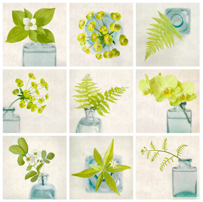 Botanicals by Allison Trentelman