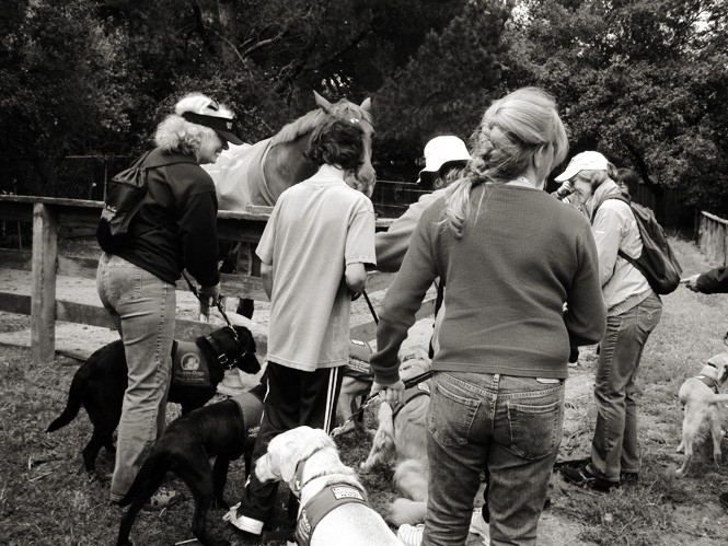 A guide dogs in training event to acclimatize the dogs to other animals
