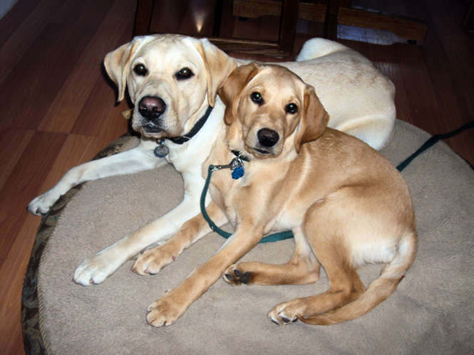 guide dogs at home