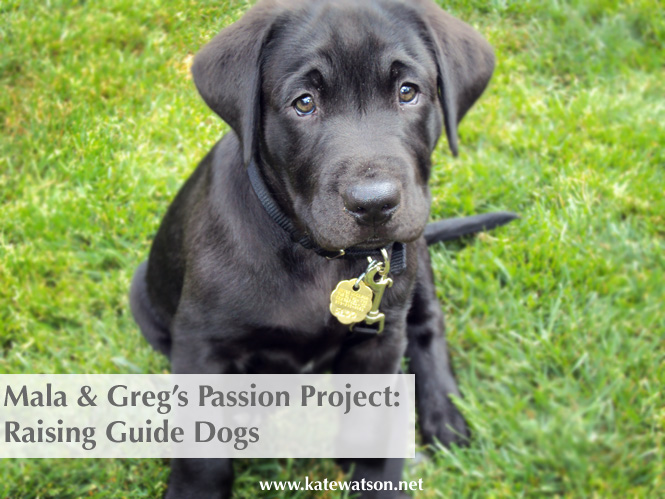 Passion Project: Raising Guide Dogs for the Blind