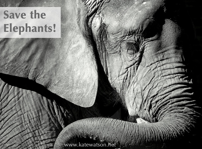save-the-elephants