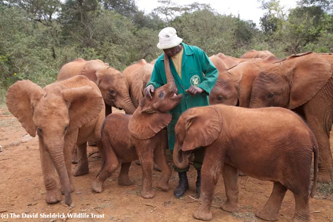 Mbegu with her keeper and elephant herd, July 2014 - The David Sheldrick Wildlife Trust